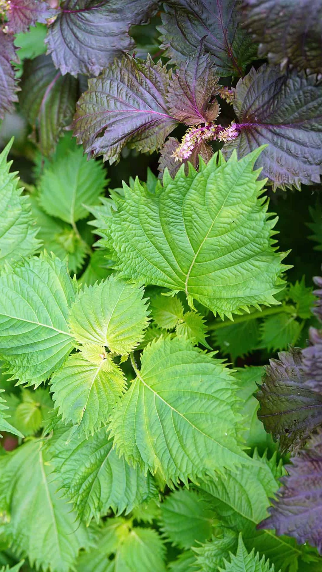 Shiso ggg